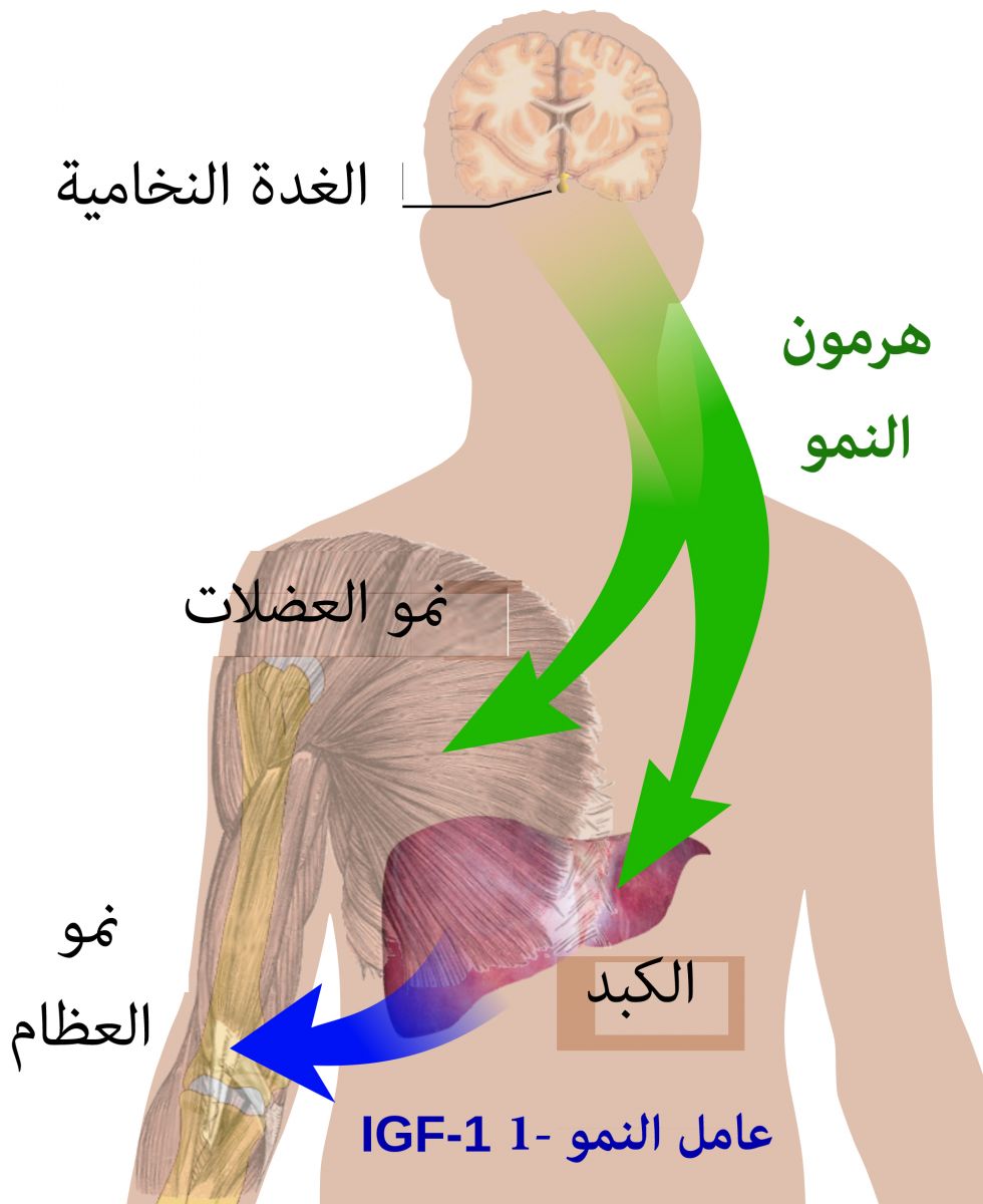 هورمون النمو (Growth hormone) هو هورمون يتم افرازه من الغدة النخامية 