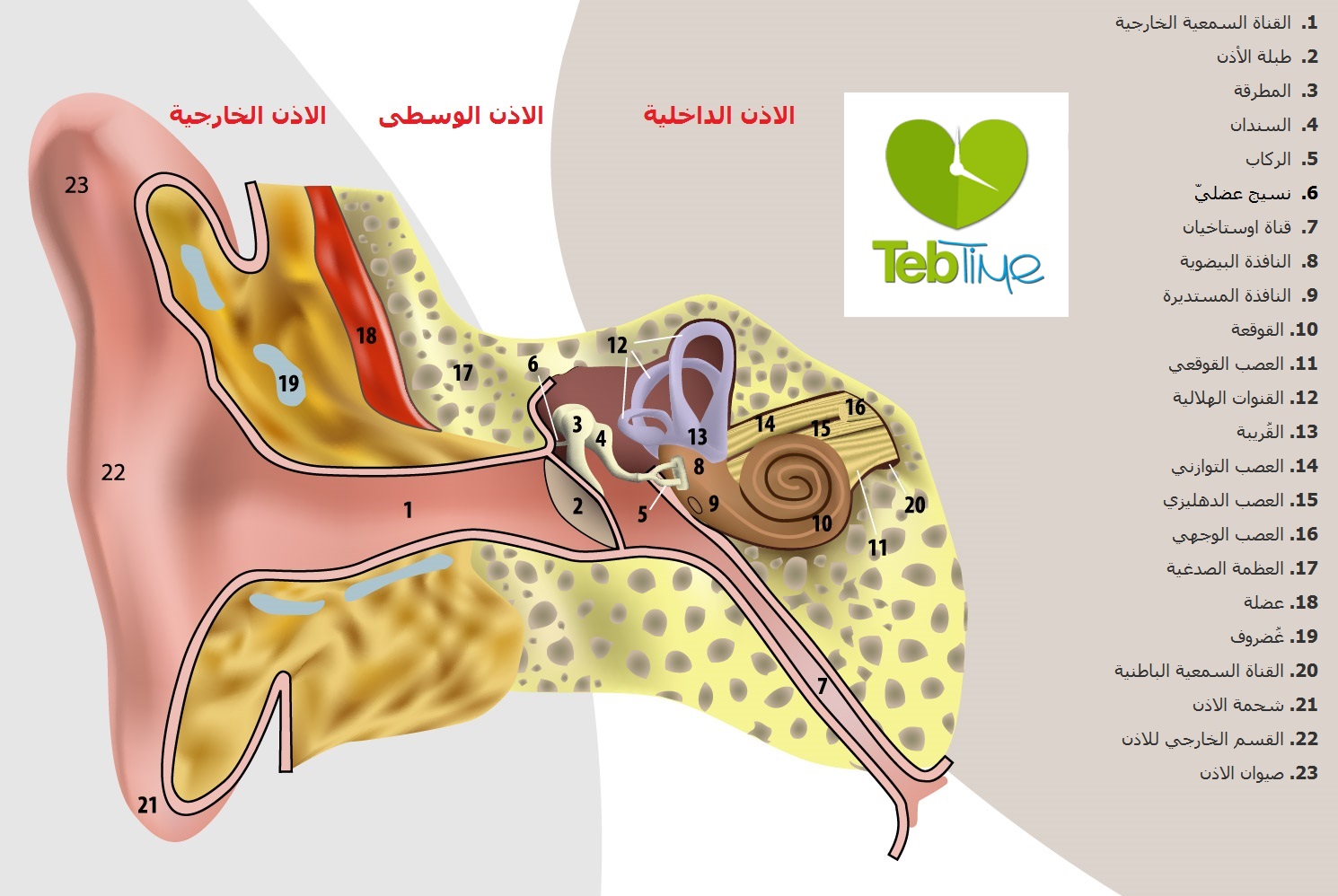 ما هي طبلة الاذن؟