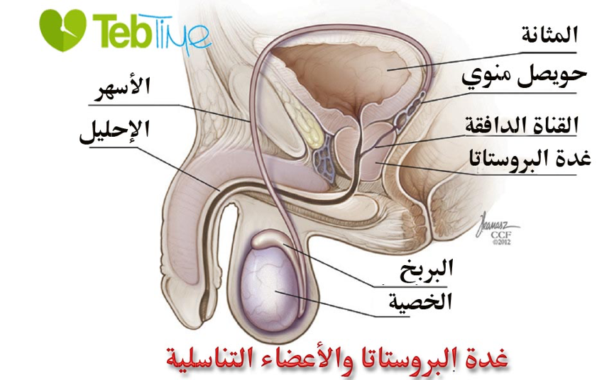 غدة البروستاتا والاعضاء التناسلية