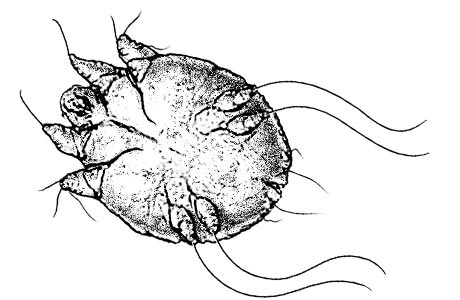 سوس القارمة الجربية Sarcoptes scabiei المسببة للجرب