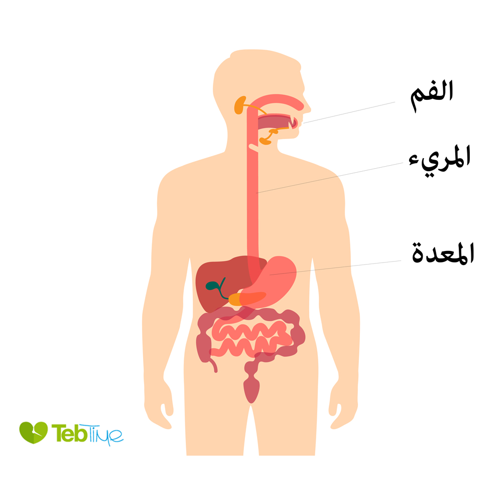 يربط المريء ما بين المعدة والفم