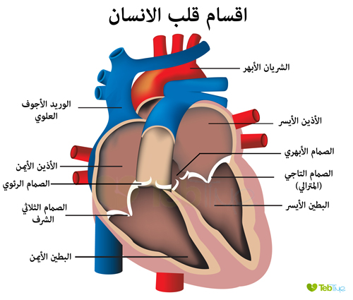 اقسام القلب وصمامات القلب