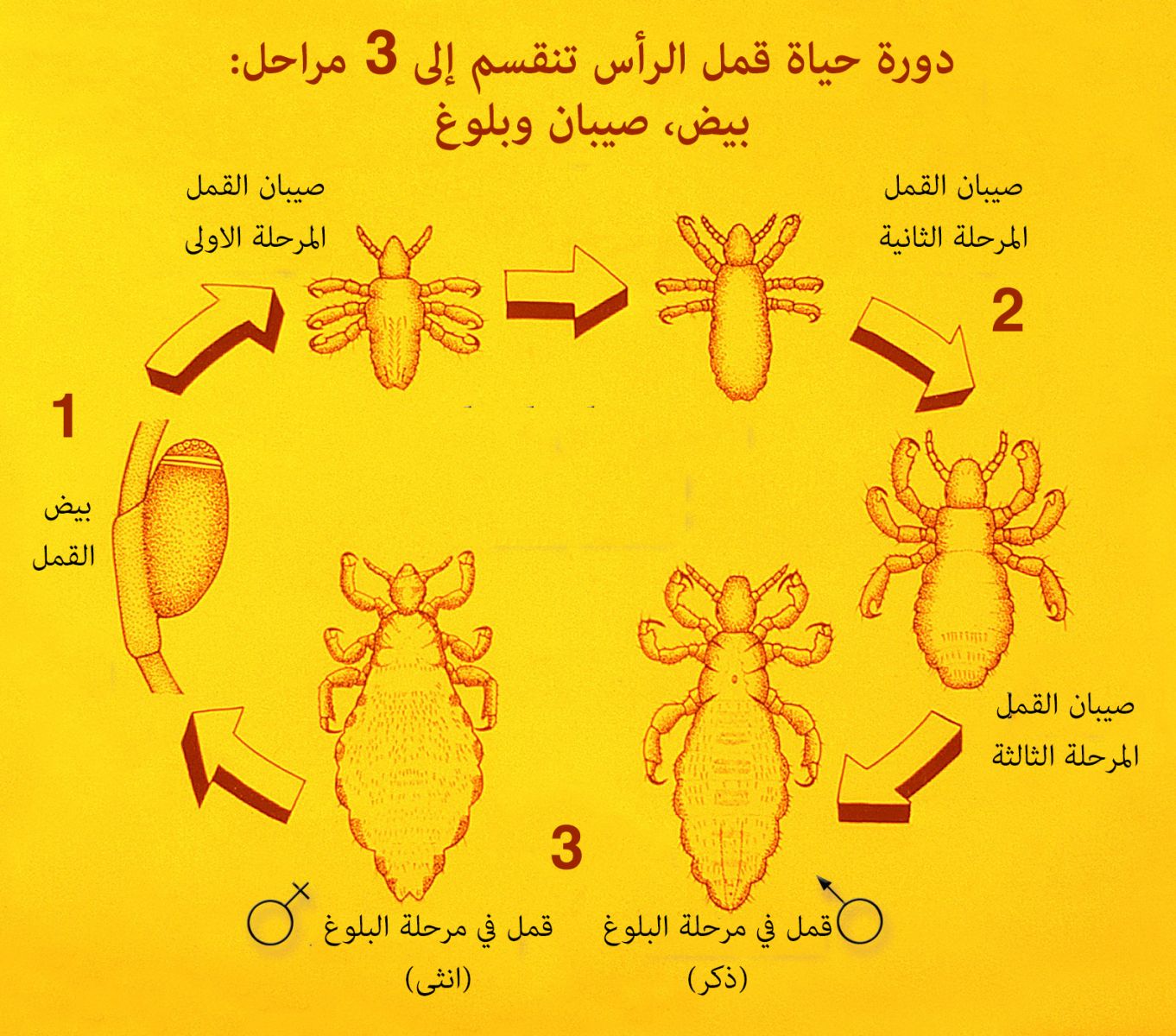 تطور القمل في الراس ينقسم الى 3 مراحل: بيض القمل، صيبان القمل، القمل البالغ