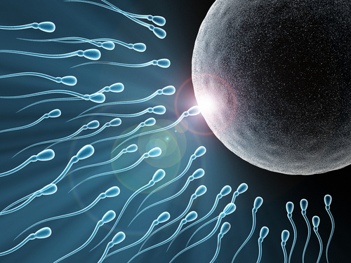 لتحديد جنس الجنين قبل الحمل يُمكن فصل الحيوانات المنوية عن بعضها، بحيث تُفصل الحيوانات المنوية التي تحمل الكروموزومات الذكرية عن تلك التي تحمل الكروموزومات الأنثوية