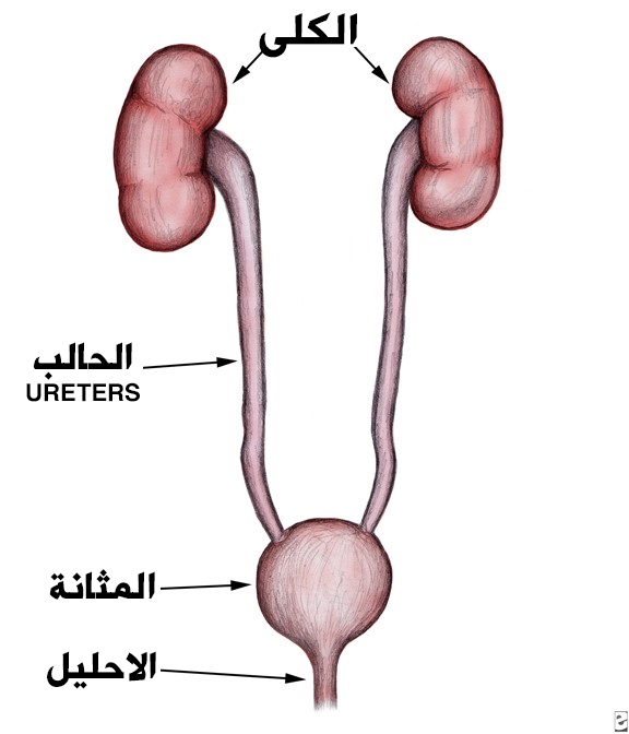 مبنى الكلى والحالب والمثانة والاحليل